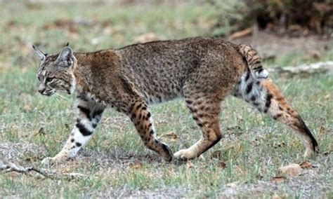 how wide is a bobcat